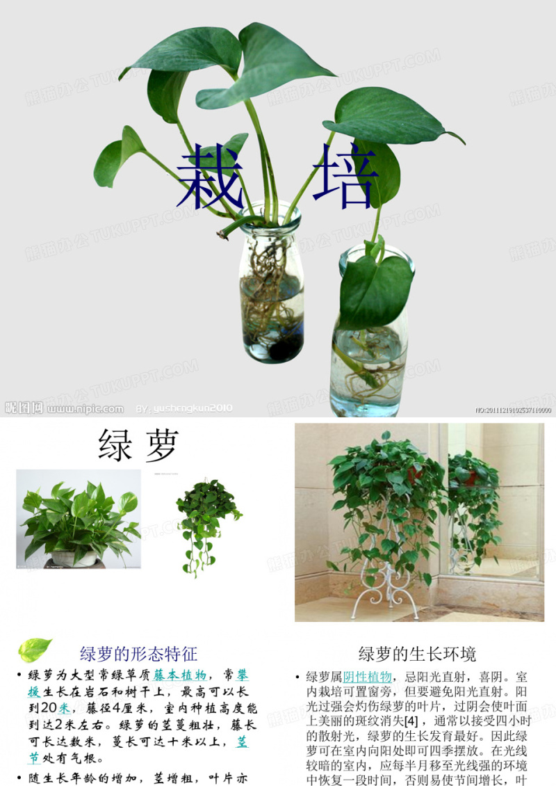 绿萝