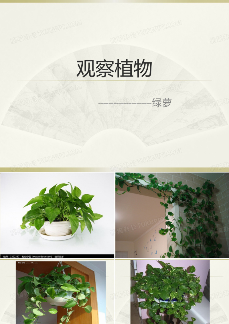观察绿萝