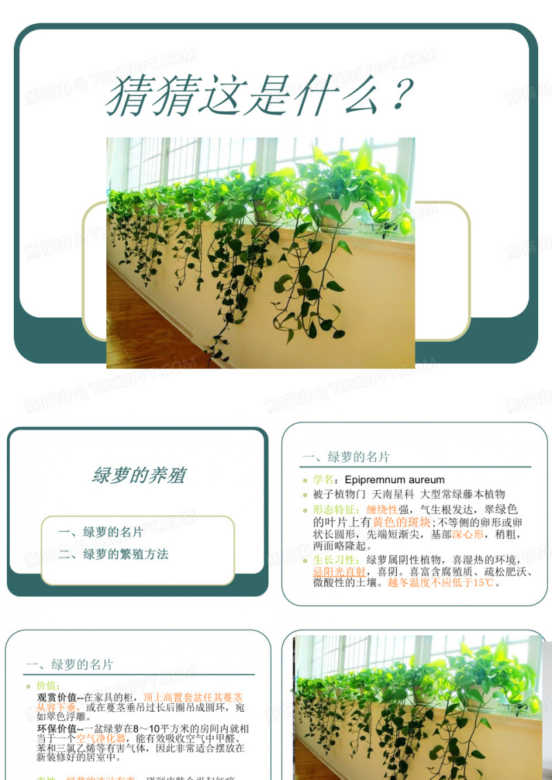 绿萝的养殖