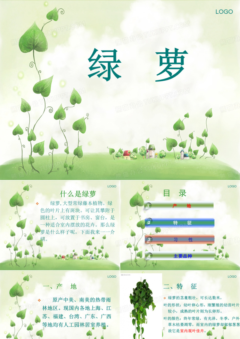 绿萝介绍 2