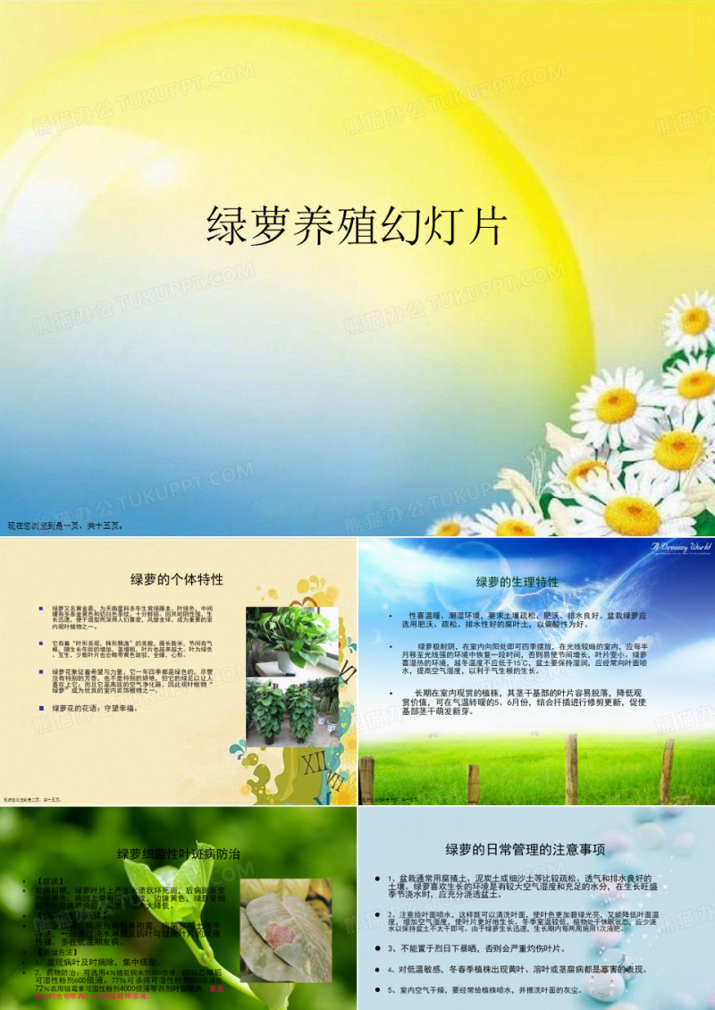 绿萝养殖幻灯片