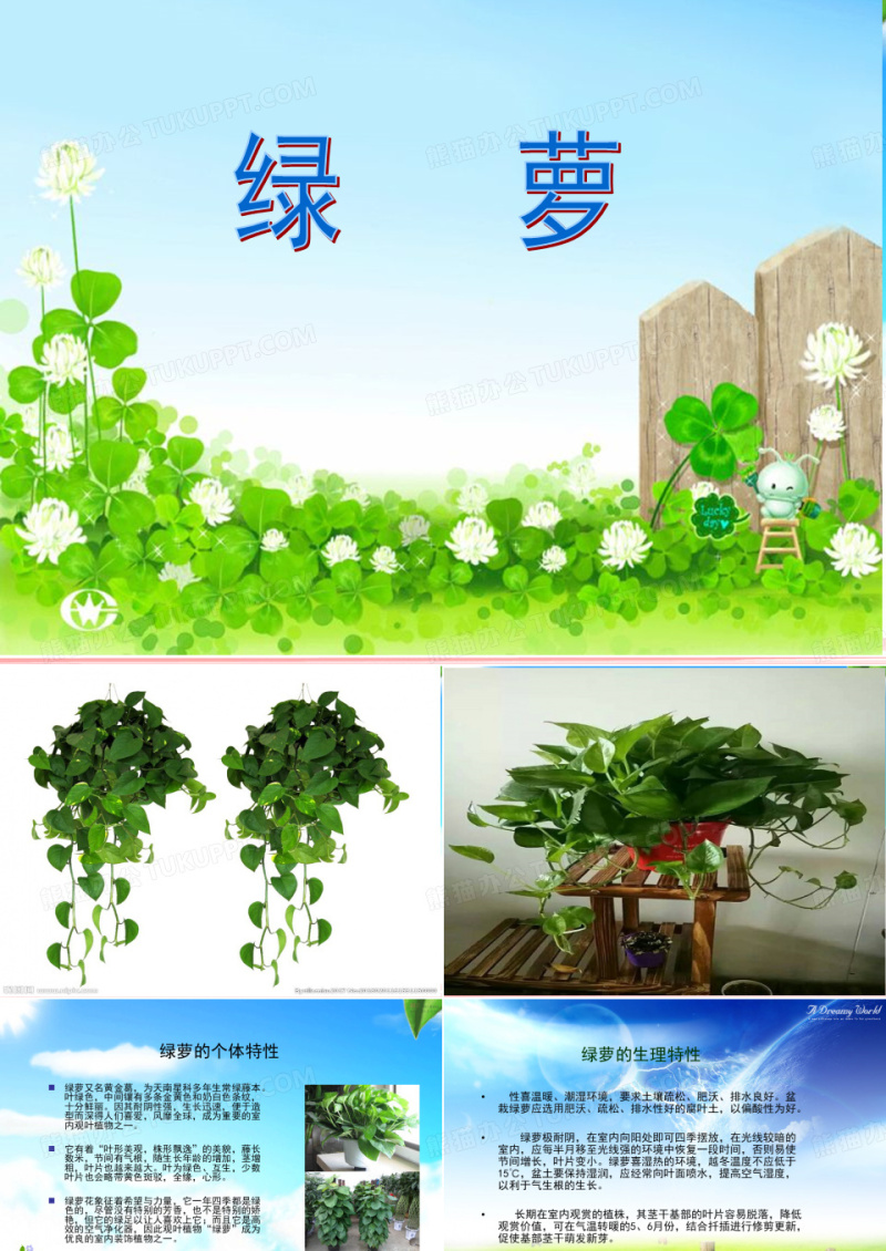 绿萝养殖-幻灯片
