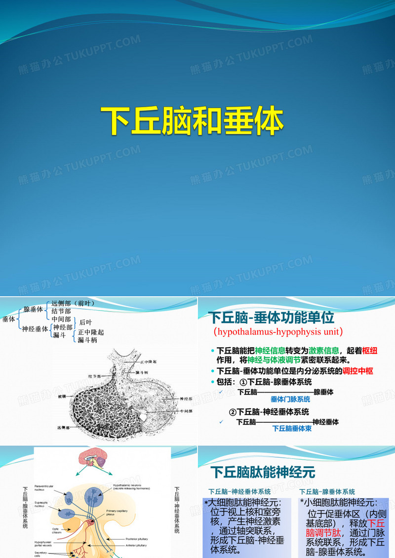 下丘脑与垂体