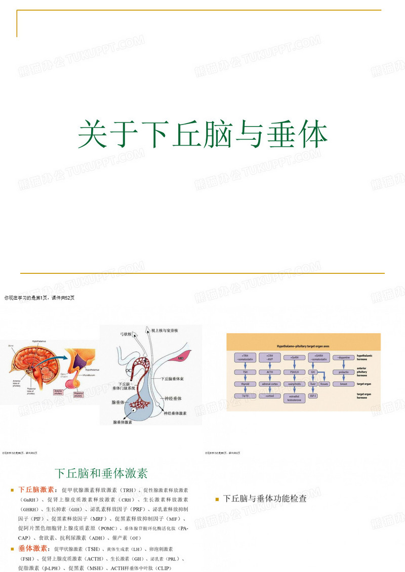 下丘脑与垂体