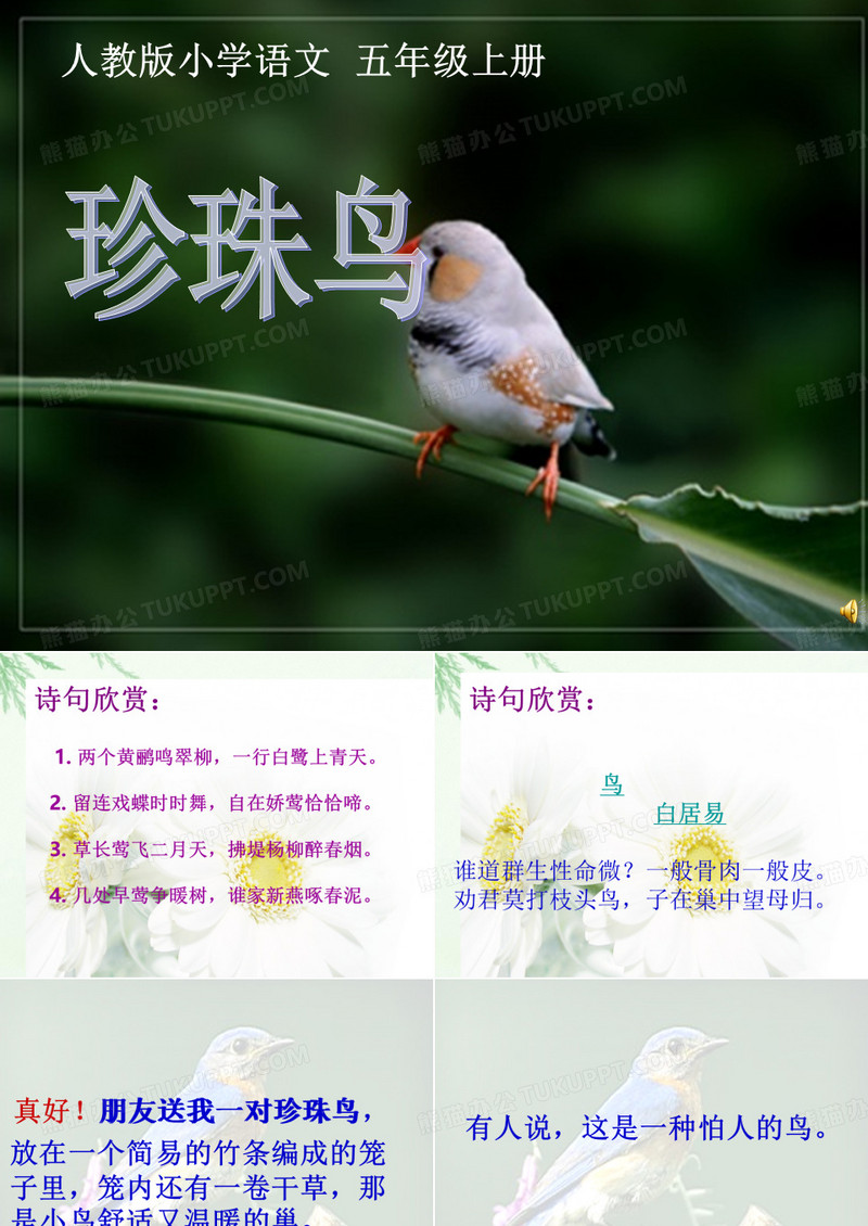 窦桂梅珍珠鸟介绍