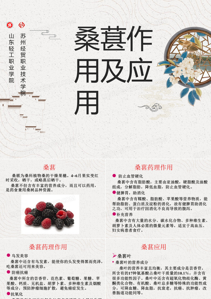桑葚作用及应用介绍课件