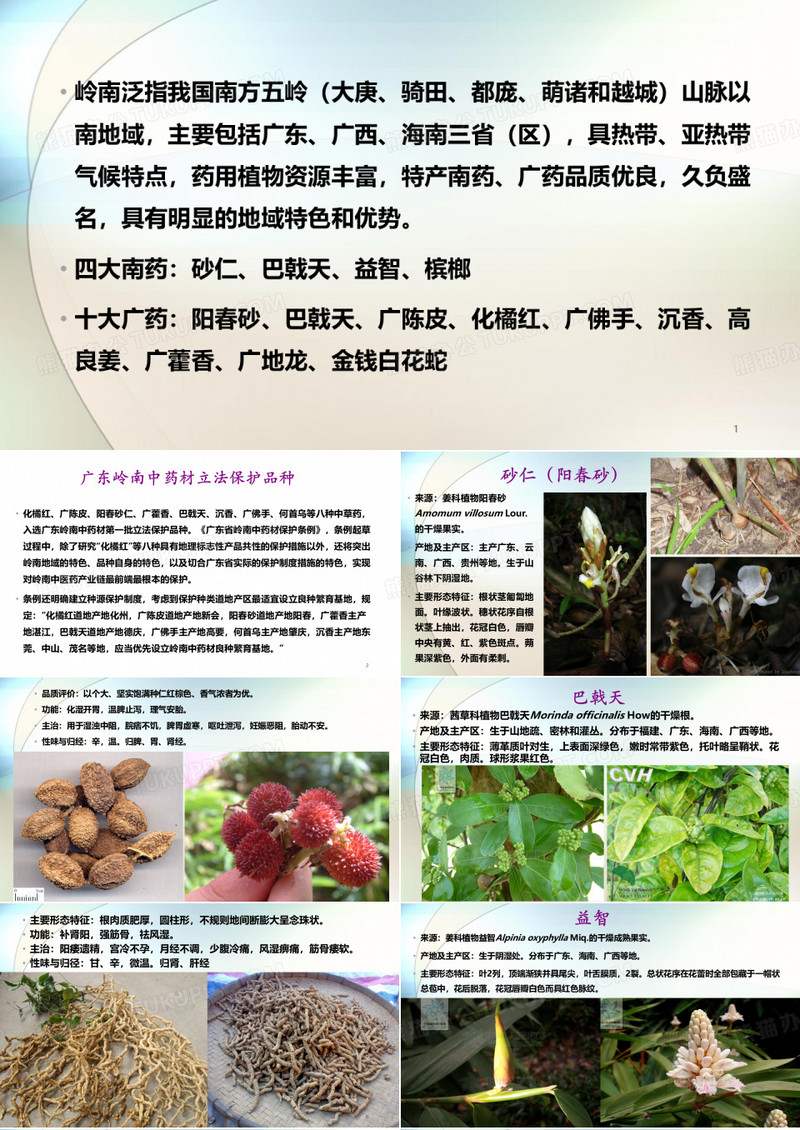广药南药PPT参考幻灯片