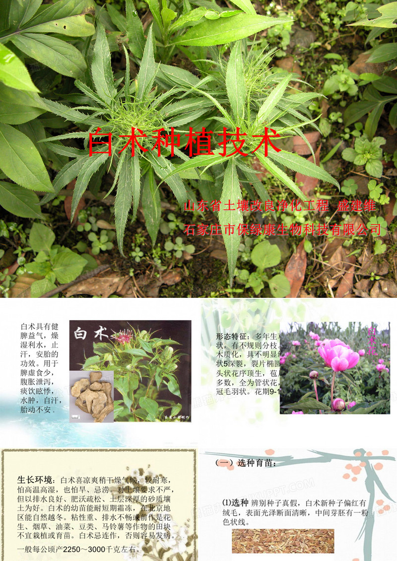 白术种植技术