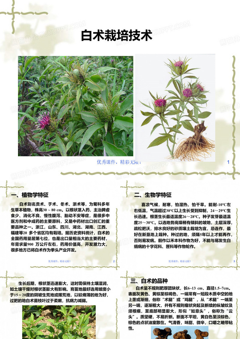 白术栽培技术.ppt