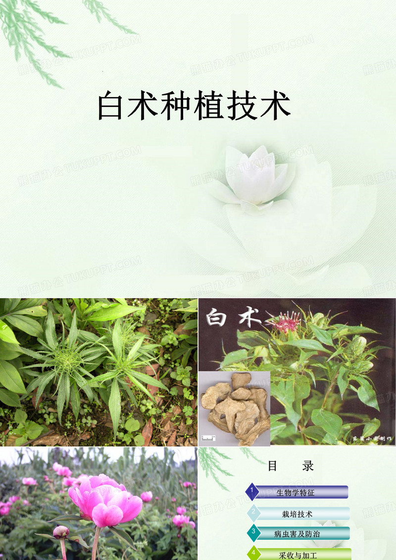 《白术种植技术》PPT课件