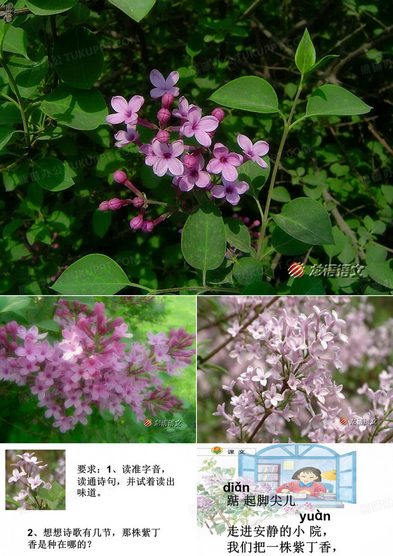 一株丁香花