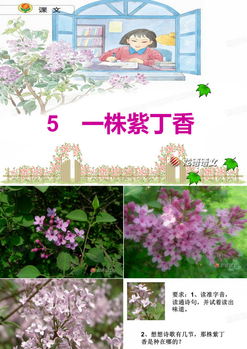 一株丁香花_课件