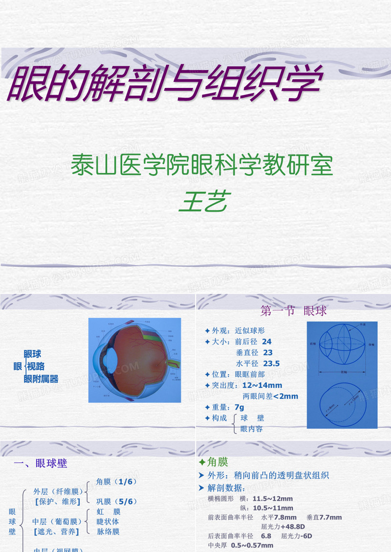 眼解剖