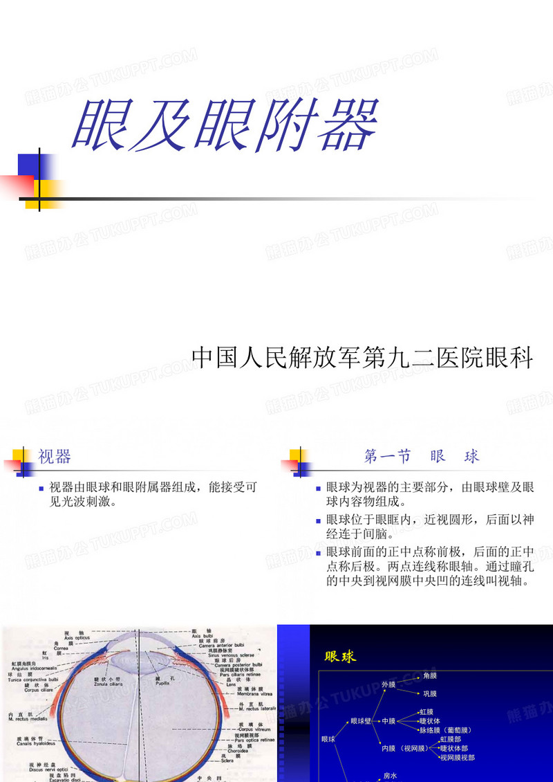 眼解剖