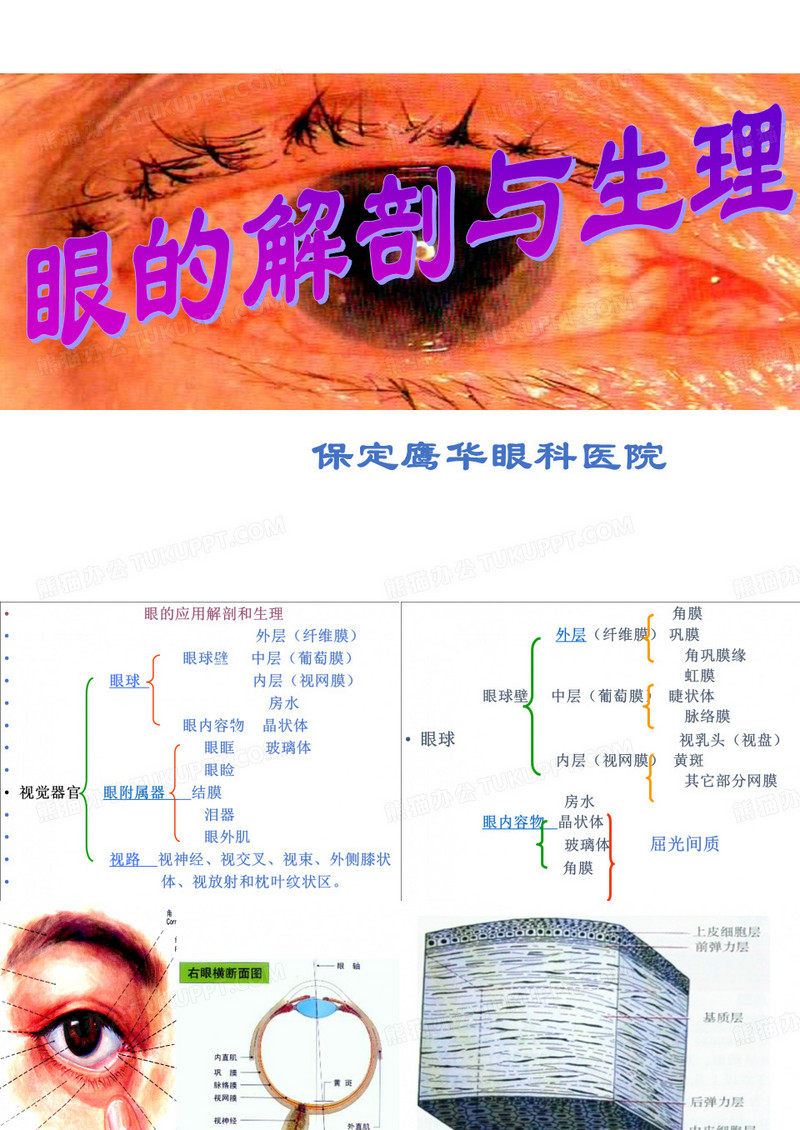 眼解剖及生理