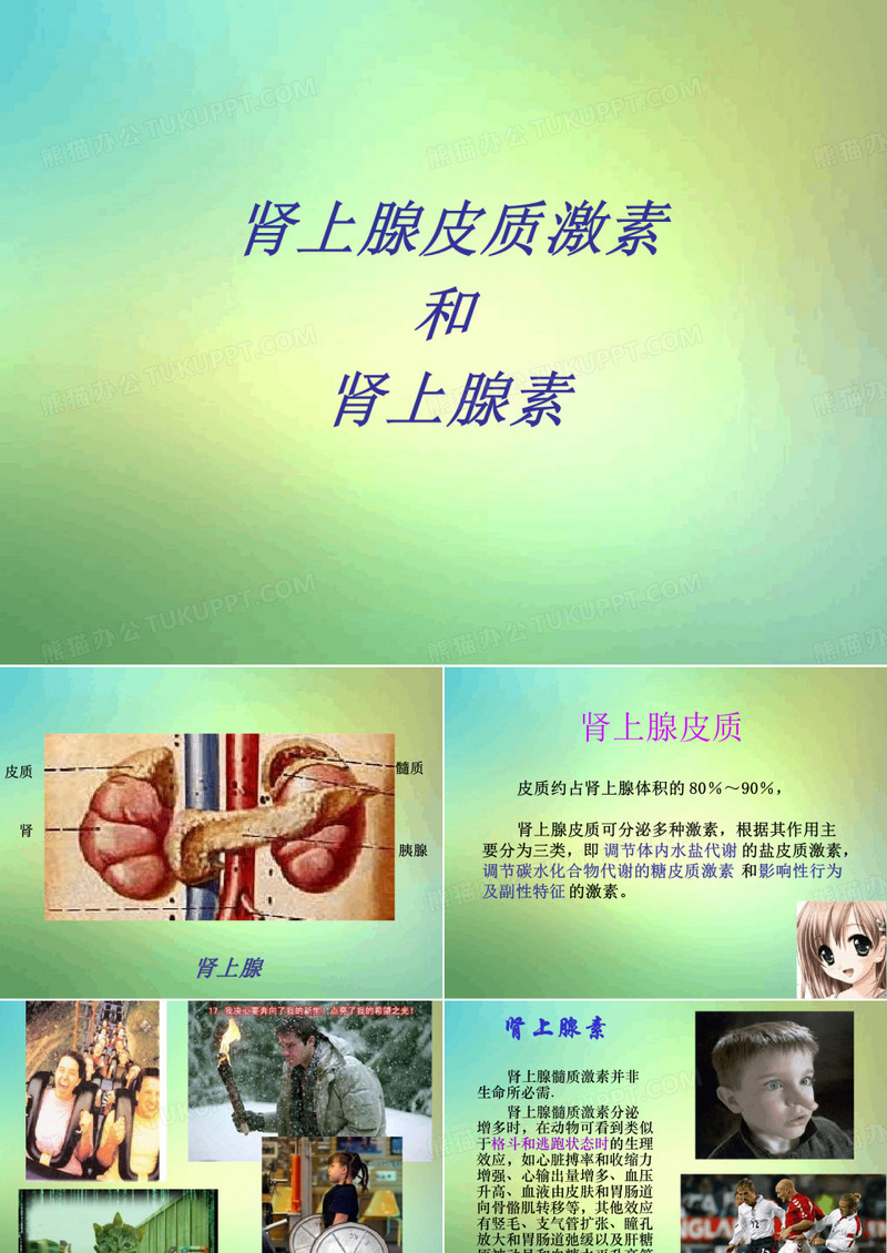 肾上腺素复习