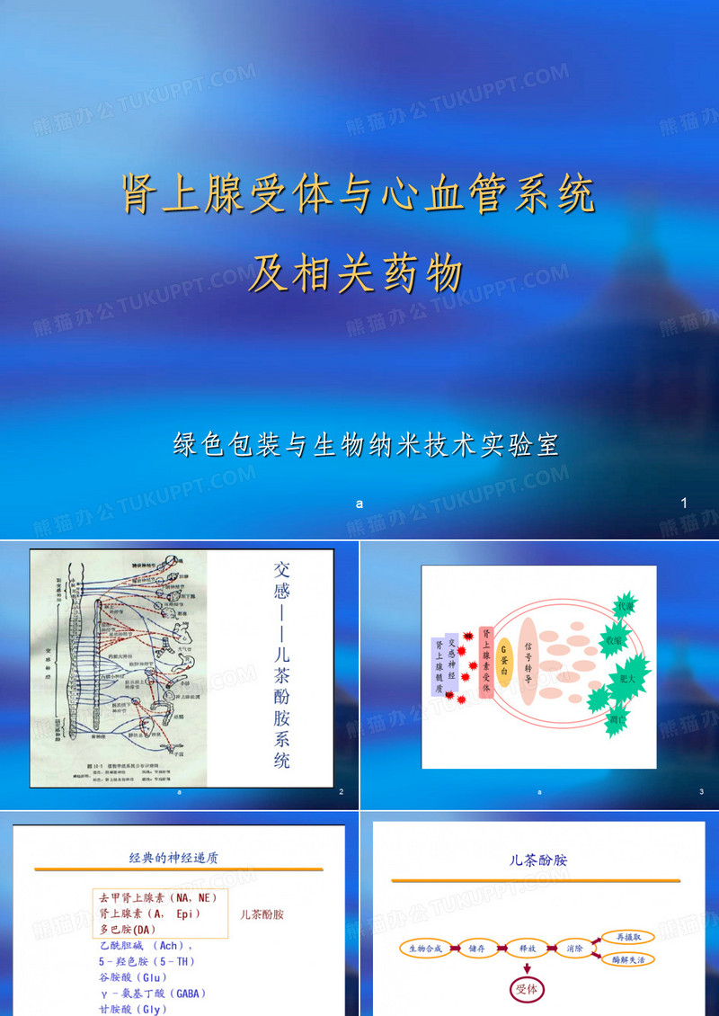 肾上腺素受体
