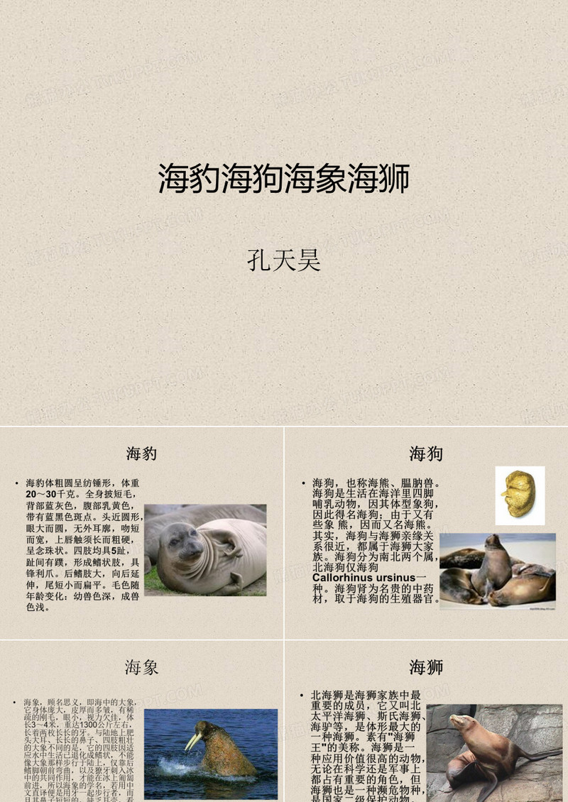 海豹海狗海象海狮