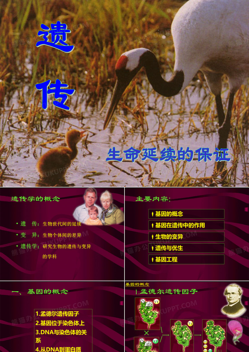 生命科学导论-遗传