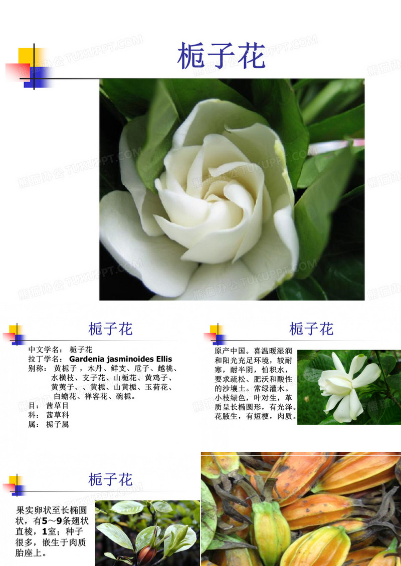 栀子花