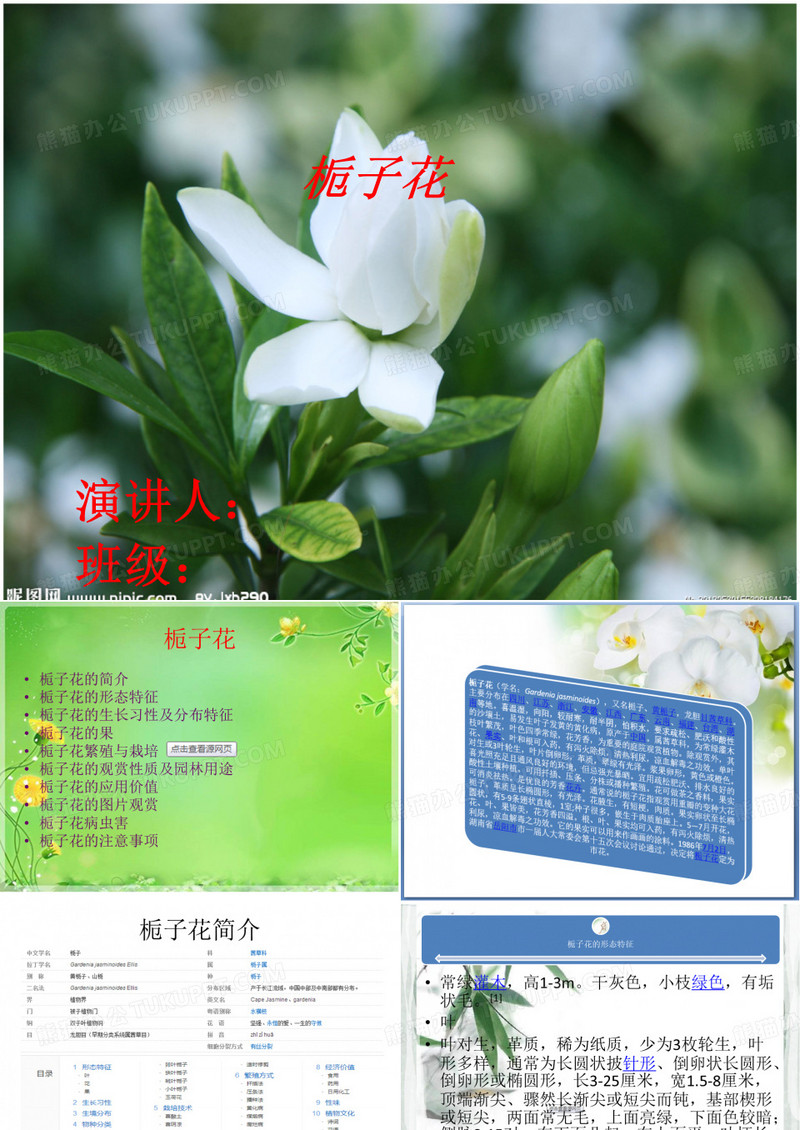 栀子花