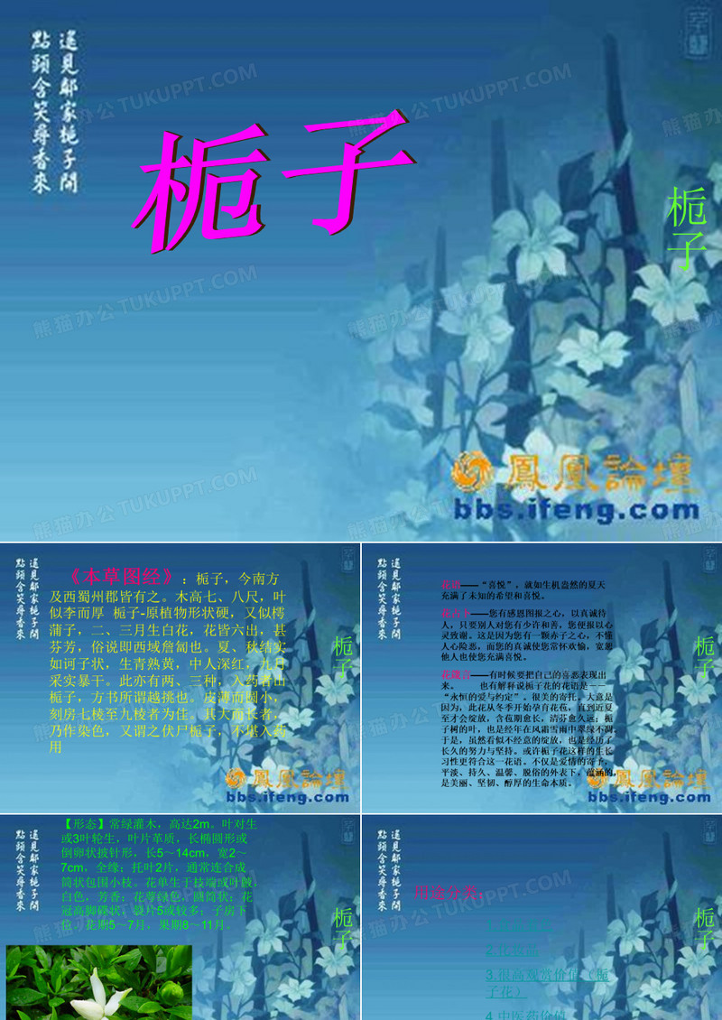 栀子花简介 PPT