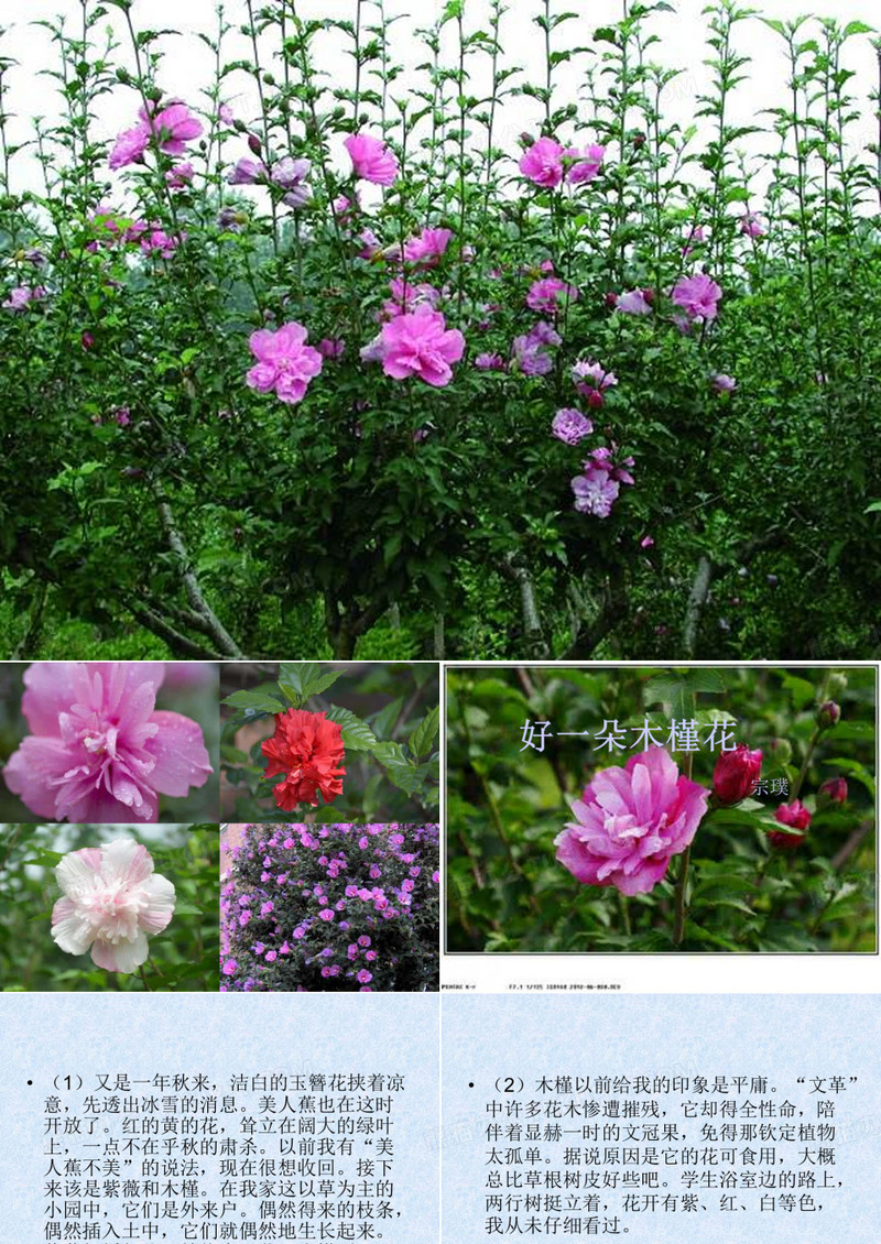《好一朵木槿花》ppt课件