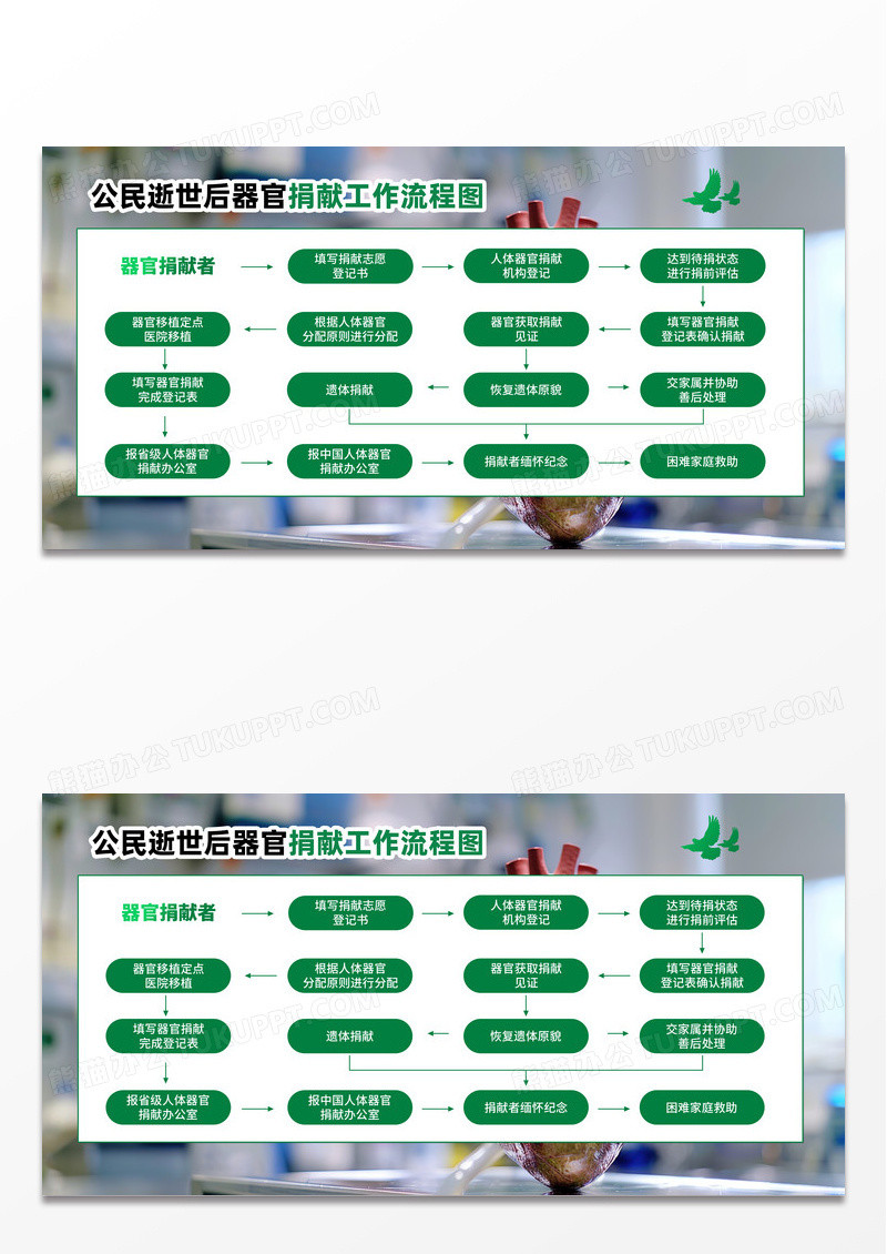绿色人体器官捐献和移植流程展板宣传栏