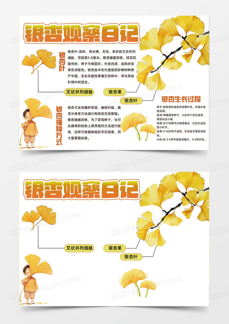 黄色秋季银杏观察日记叶子插画设计简约手抄报