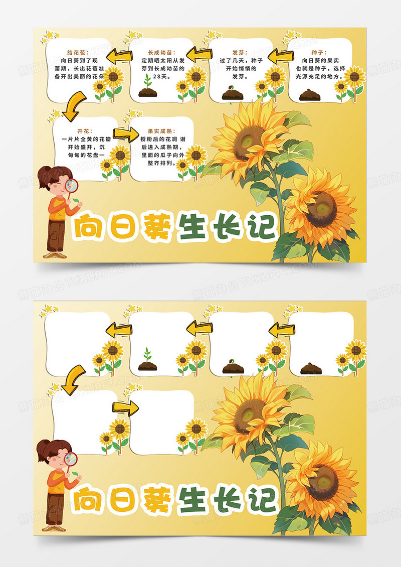 黄色向日葵生长记小报手抄报