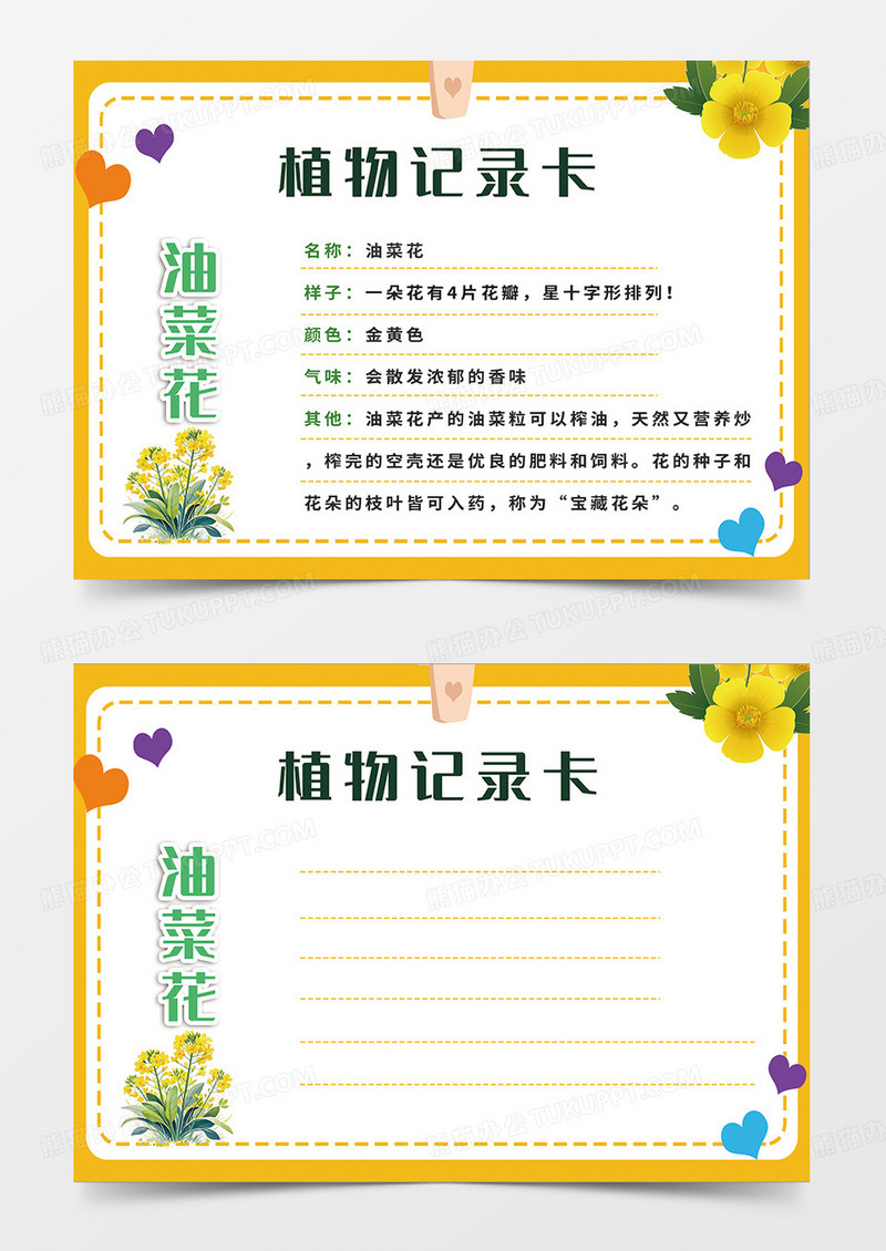 橙色简约油菜花植物记录卡小报手抄报