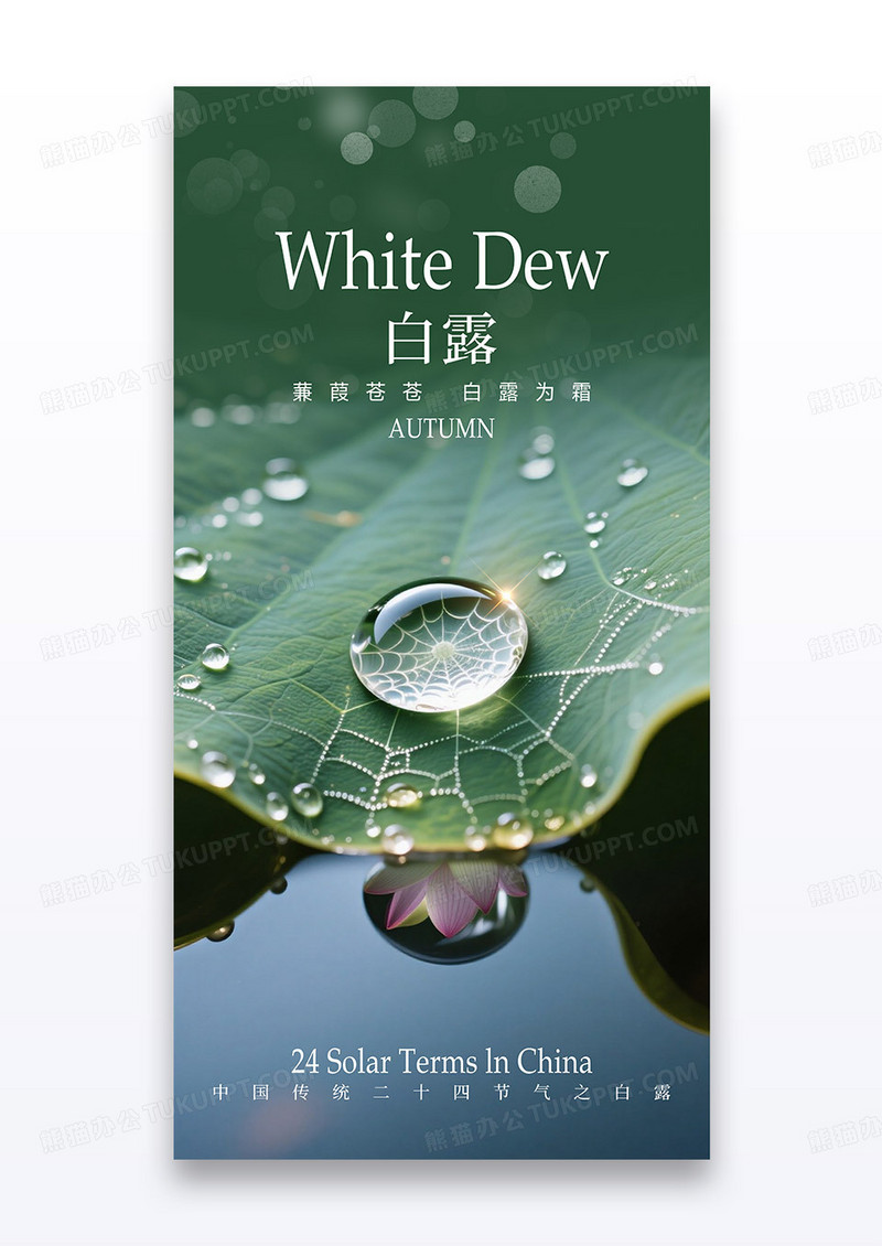 简约二十四节气白露荷叶露水海报