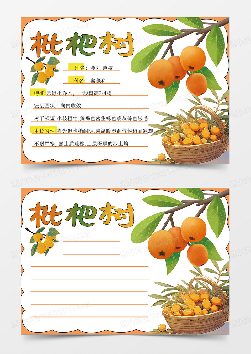 橙色枇杷树植物记录卡小报手抄报