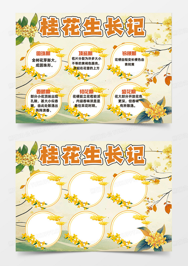 黄色桂花生长记可爱插画简约设计手抄报