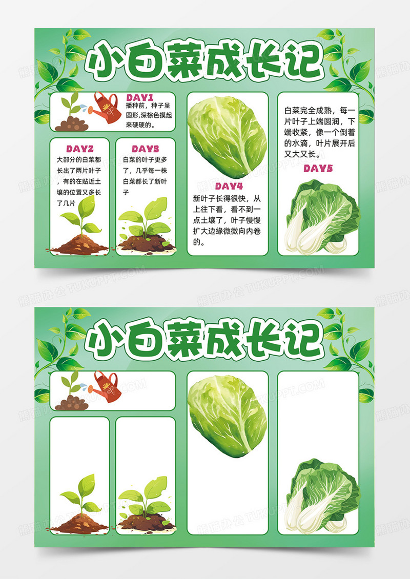 小白菜成长记可爱插画简约手抄报卡通绿色背景