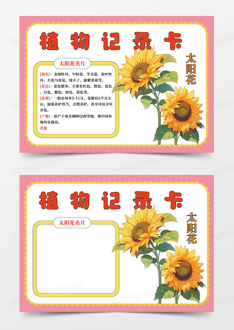粉色太阳花植物记录卡小报手抄报