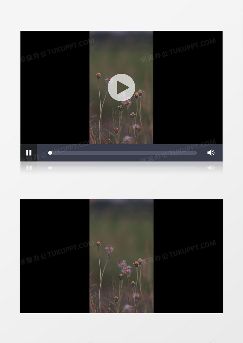 被风吹落的蒲公英实拍竖版视频素材