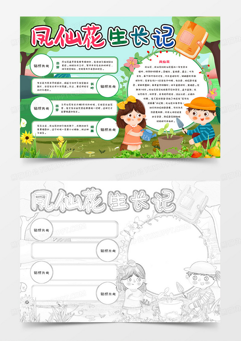 凤仙花生长记手抄报