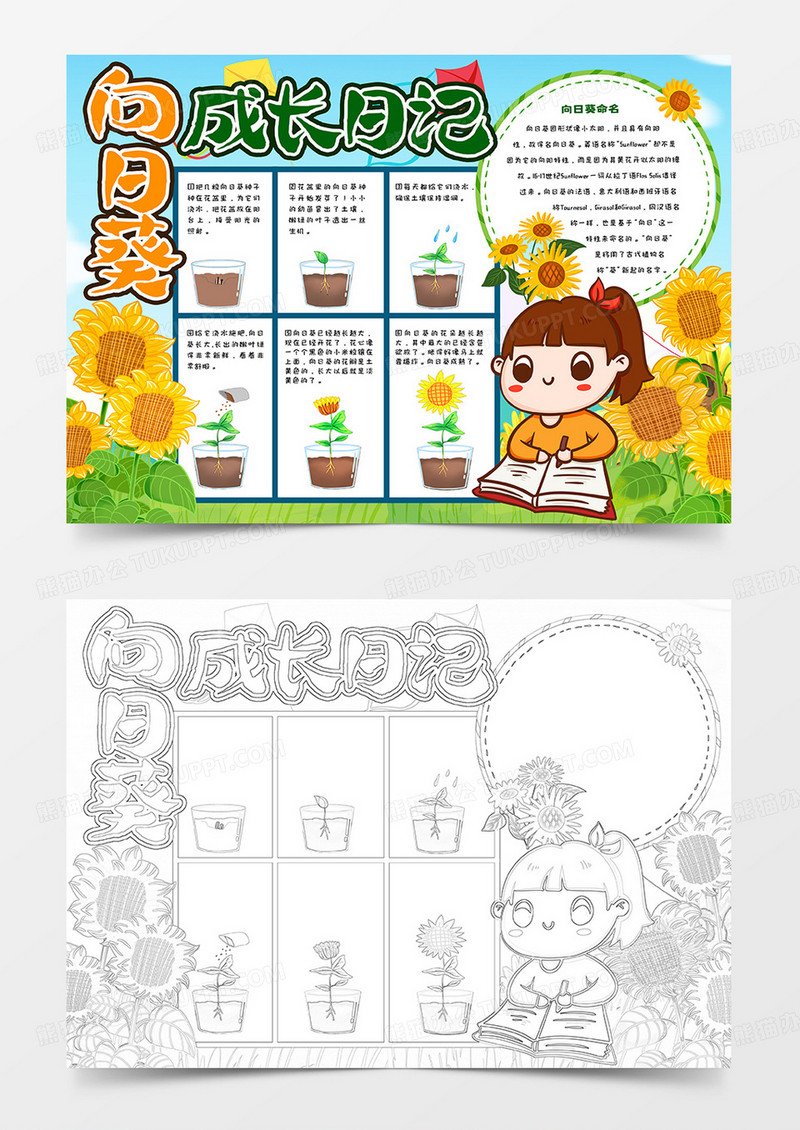 向日葵成长日记手抄报