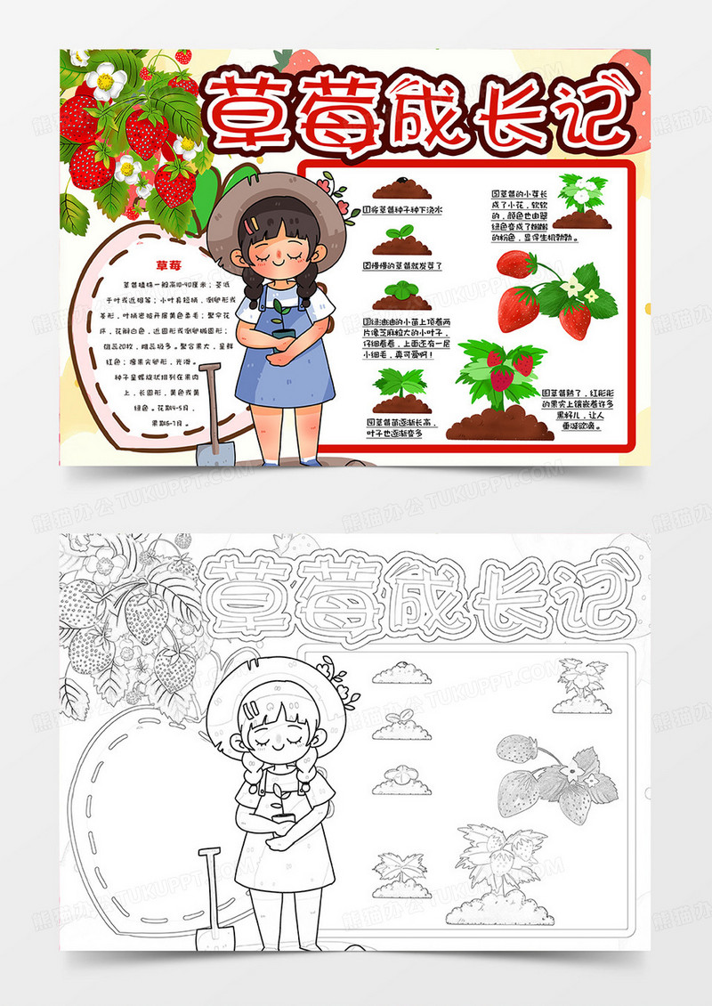 草莓成长记卡通小报