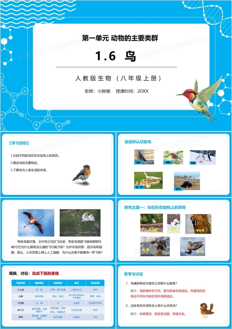 部编版八年级生物上册鸟PPT模板