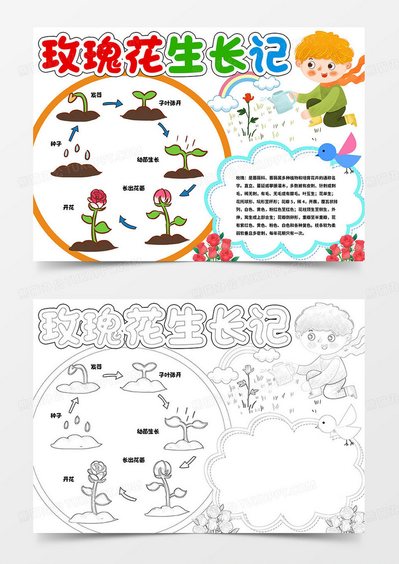 玫瑰花生长记手抄报玫瑰生长记小报模板