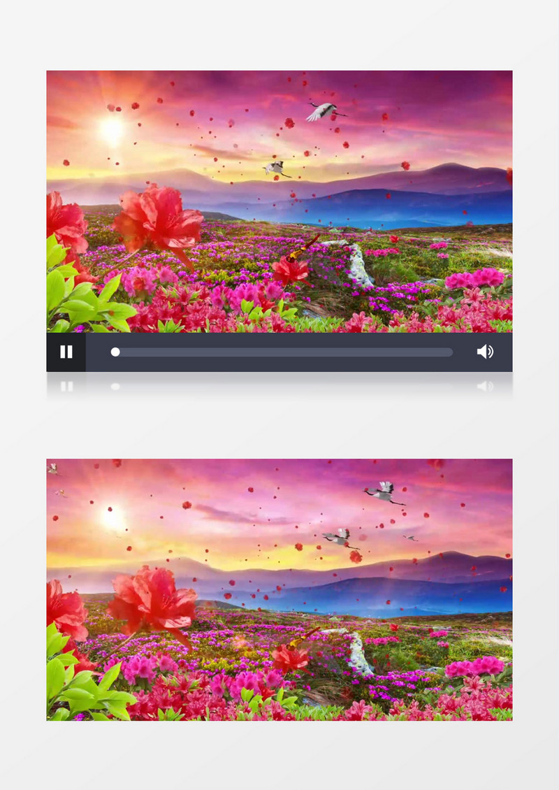 动态映山红杜鹃花海有音乐背景视频（有音乐）