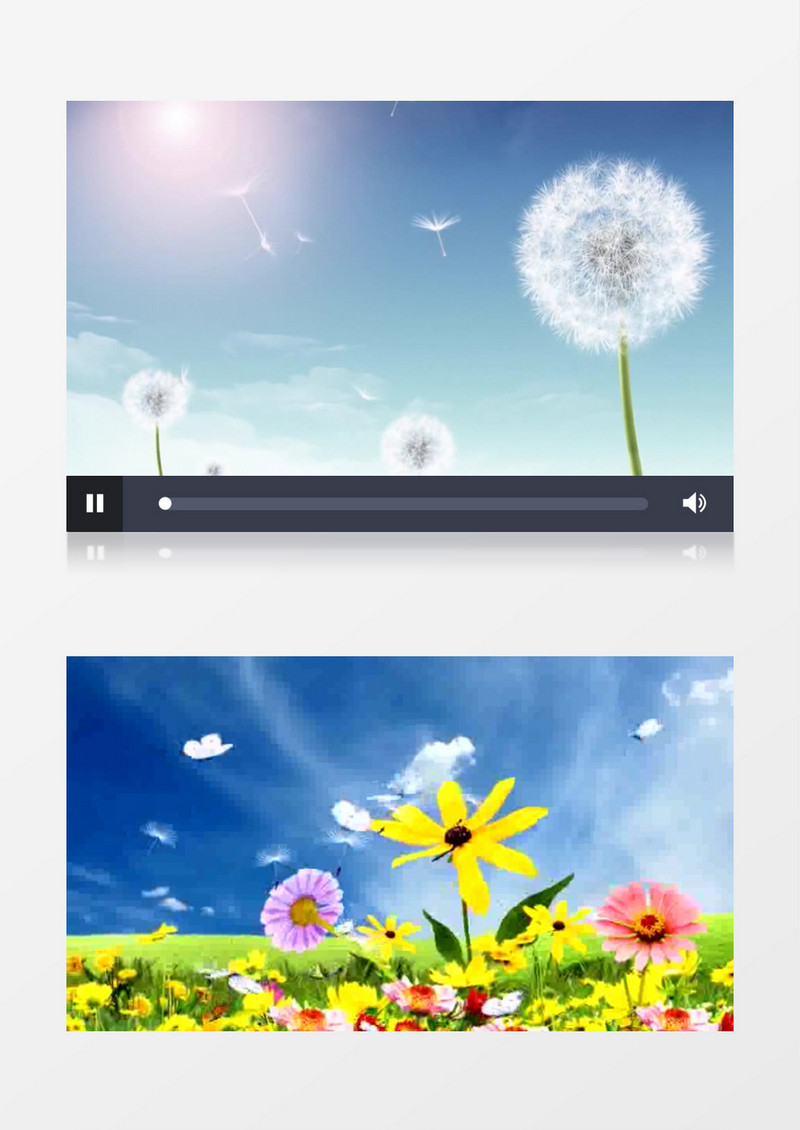 清新唯美蒲公英的远行背景视频 （有音乐）