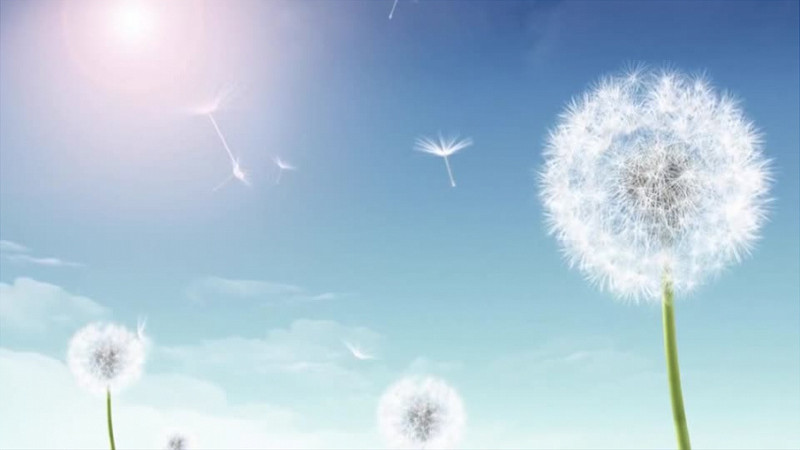 清新唯美蒲公英的远行背景视频有音乐