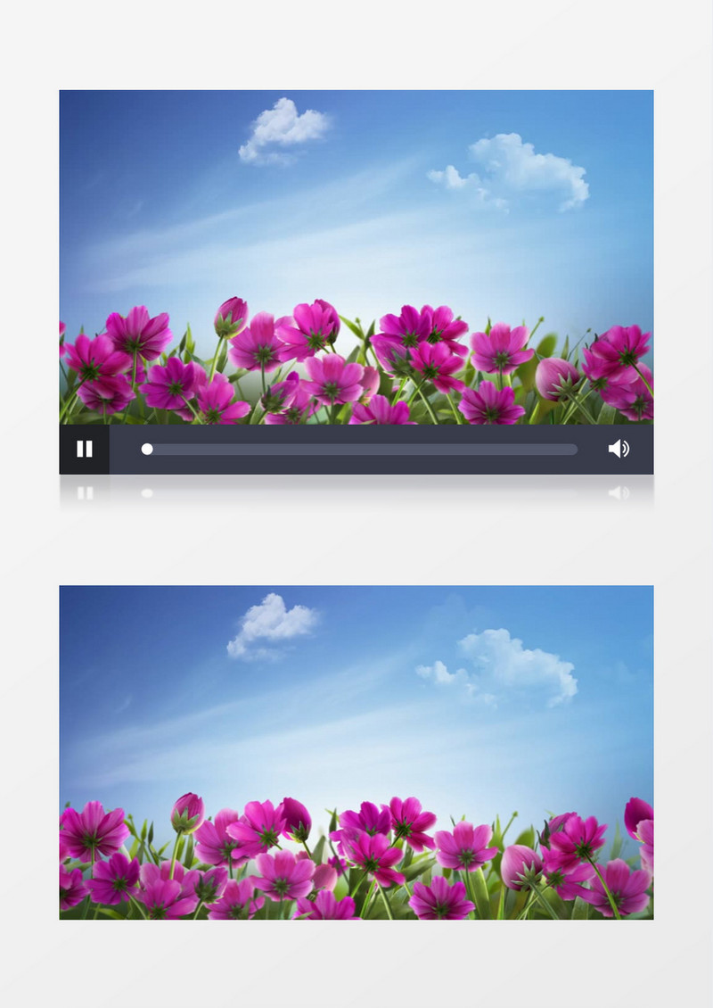 蓝天白云鲜花格桑花背景视频（有音乐）