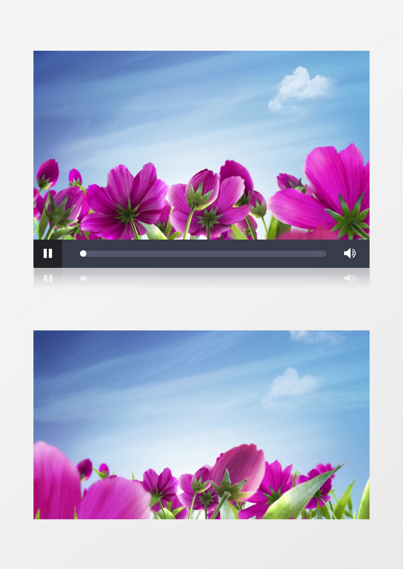 蓝天阳光白云鲜花格桑花背景视频（有音乐）