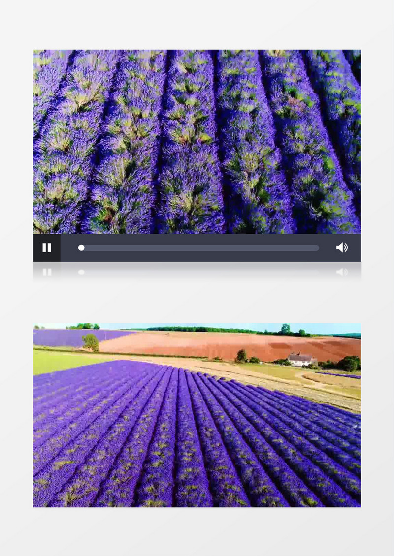 唯美浪费紫色薰衣草花海背景视频（有音乐）