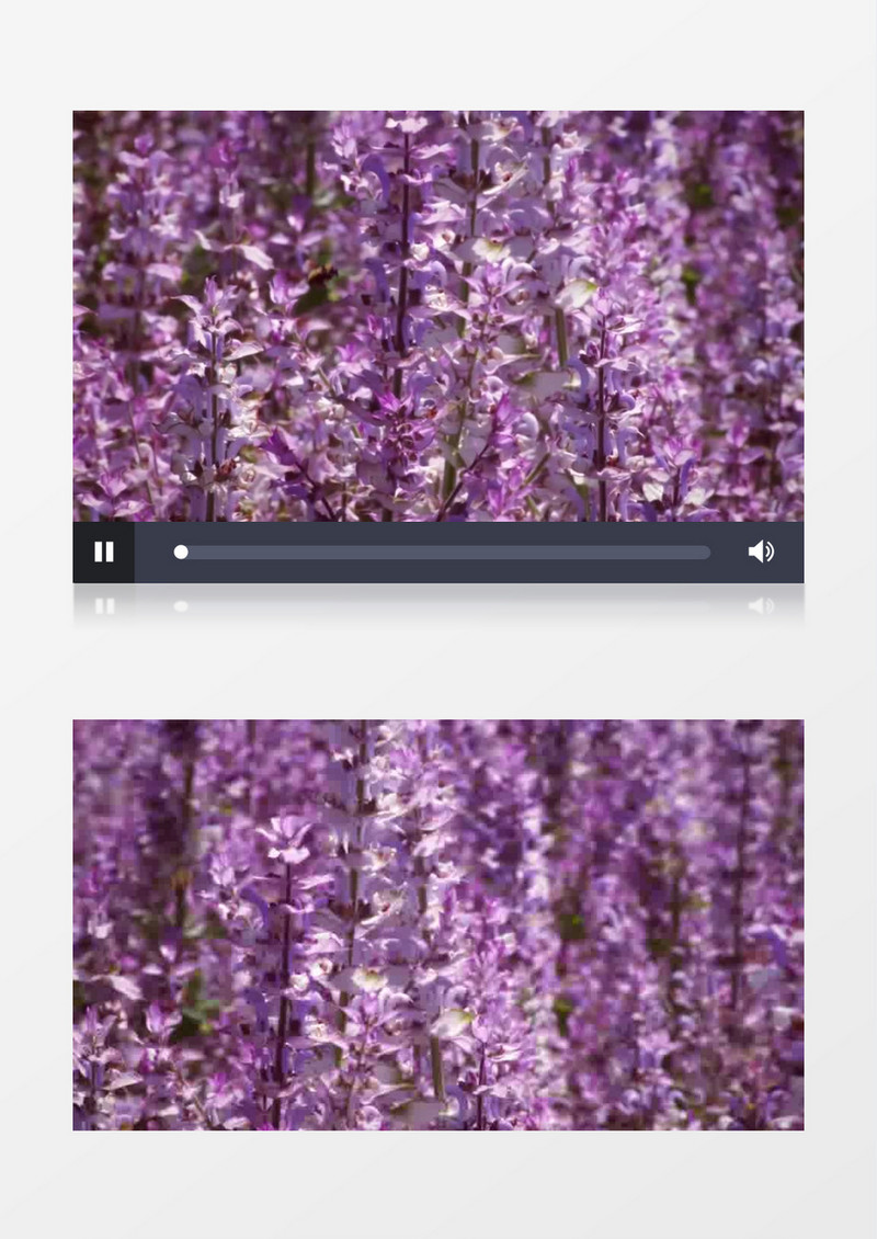 近距离蜜蜂采蜜薰衣草花海实拍视频（有音乐）