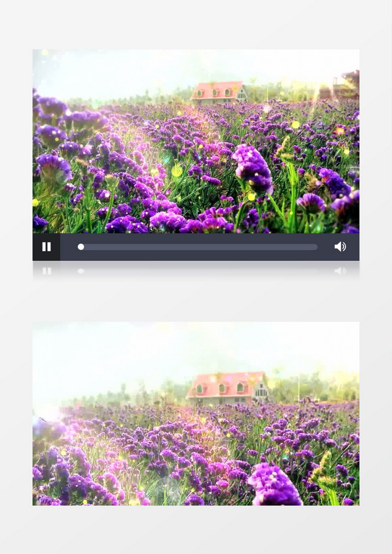 动画动态闪烁蝴蝶紫色薰衣草花海背景视频（有音乐）